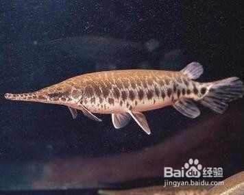 怎么鉴别和饲养大铅笔鱼