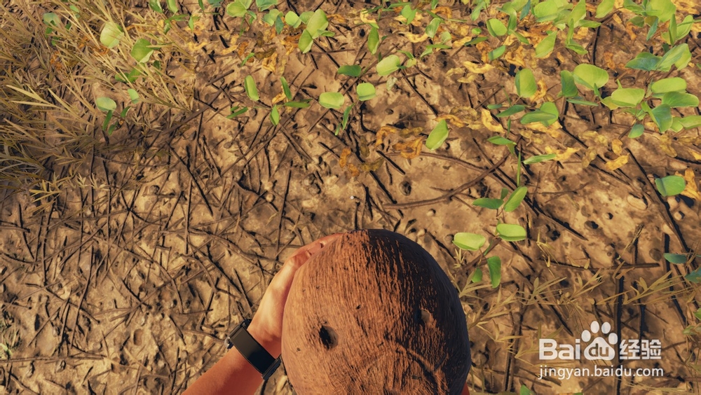 深海搁浅里的椰子有什么吃法？