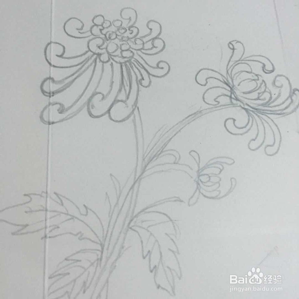 怎样画菊花的简笔画