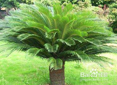 铁树新叶子长得太长怎么回事