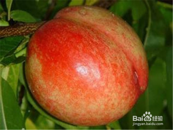 夏季应该吃什么水果