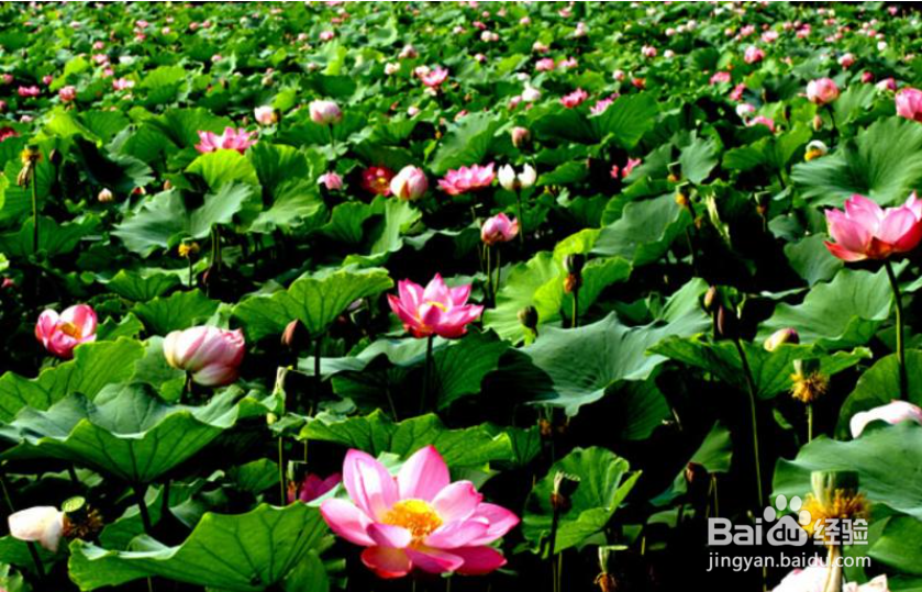 宁夏沙湖旅游景区怎么游玩？