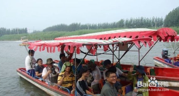 白洋淀一日游 荷花森林中飞翔