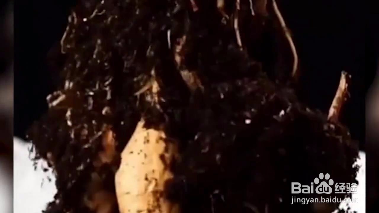 如何在家小范围种菜