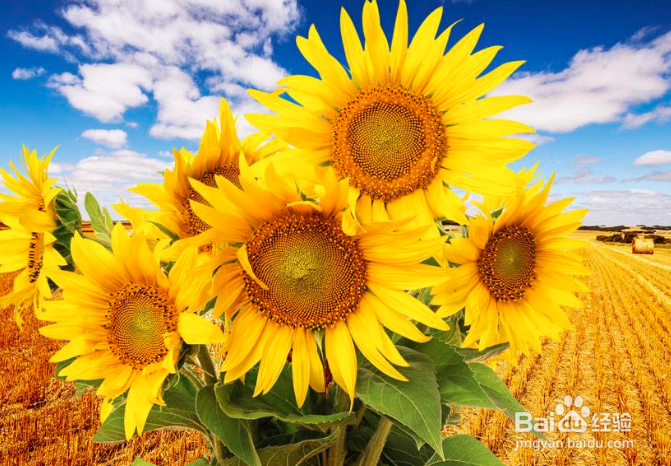 向日葵水养注意事项