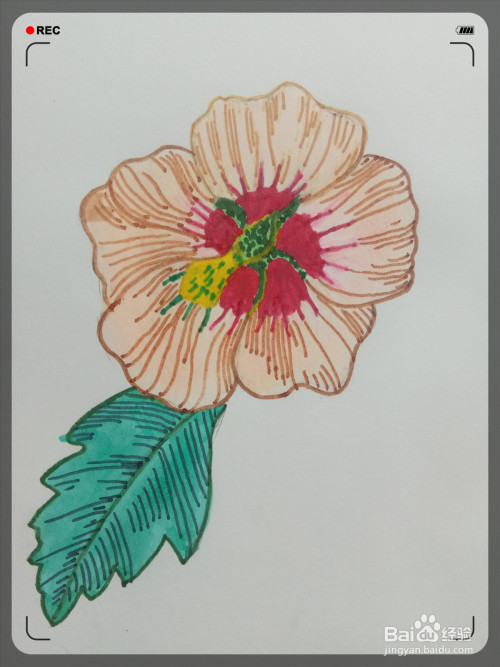 木槿花繁华而不张扬,简笔画可以怎么画呢?