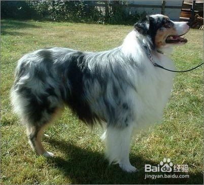 澳大利亚牧羊犬不能吃的东西有哪些？