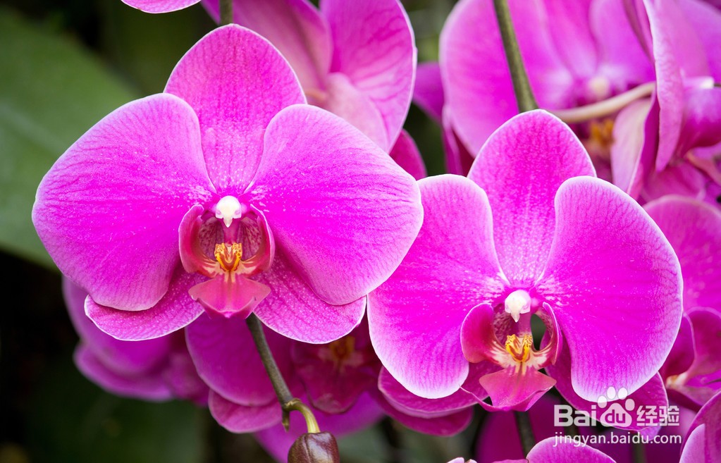 蝴蝶兰夏季怎么管理