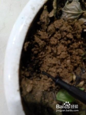 养花小窍门=盆栽花卉小窍门