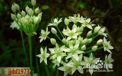 要想身体好,就得常吃这两种蔬菜
