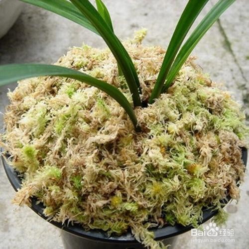 水苔养蝴蝶兰的方法