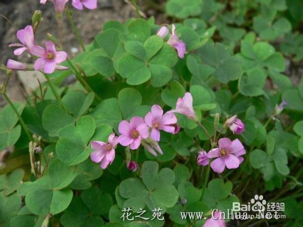 农村的朋友这些草药你知道它的作用吗