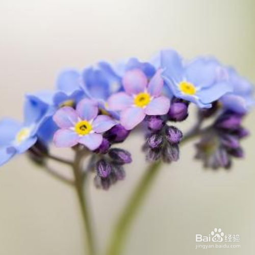 勿忘我春天可以种吗？
