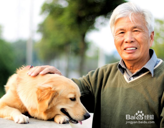 带着狗散步可以帮助老年人活得更久