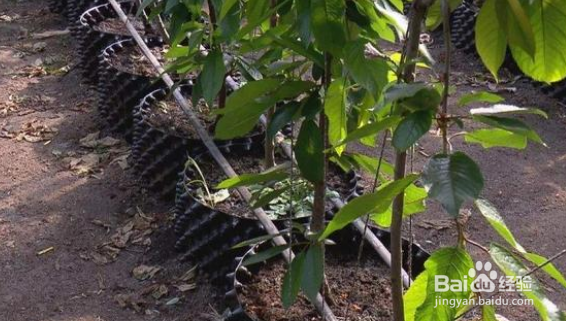 种植樱桃树栽多深最好