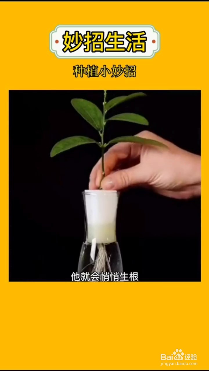 如何在家自制嫁接植物