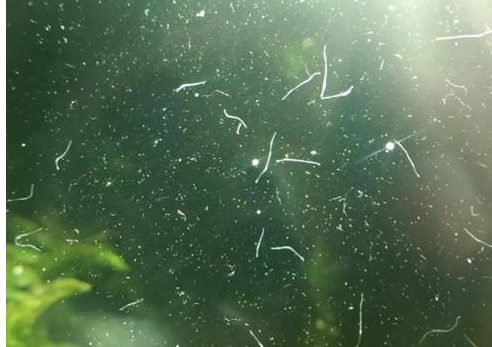 鱼缸里白色细长的虫子是什么