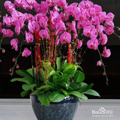 蝴蝶兰烂根怎么处理