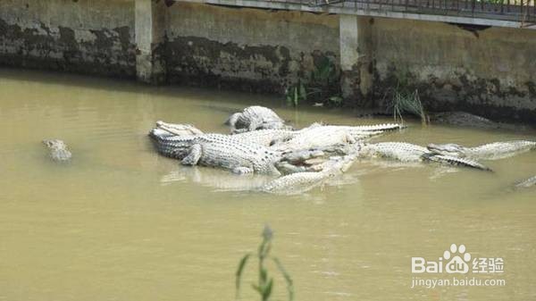 缅甸小勐拉有哪些好吃的好玩的景点特色