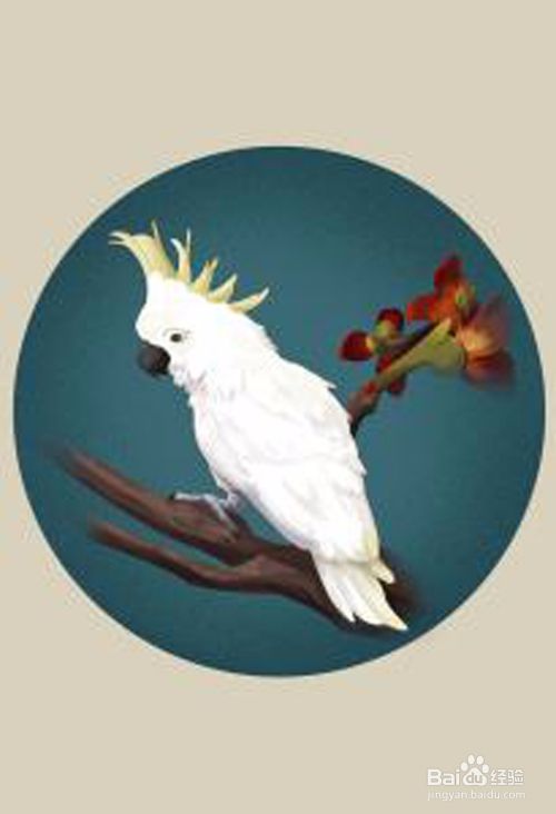 葵花凤头鹦鹉的习性有哪些 怎么饲养 百度经验