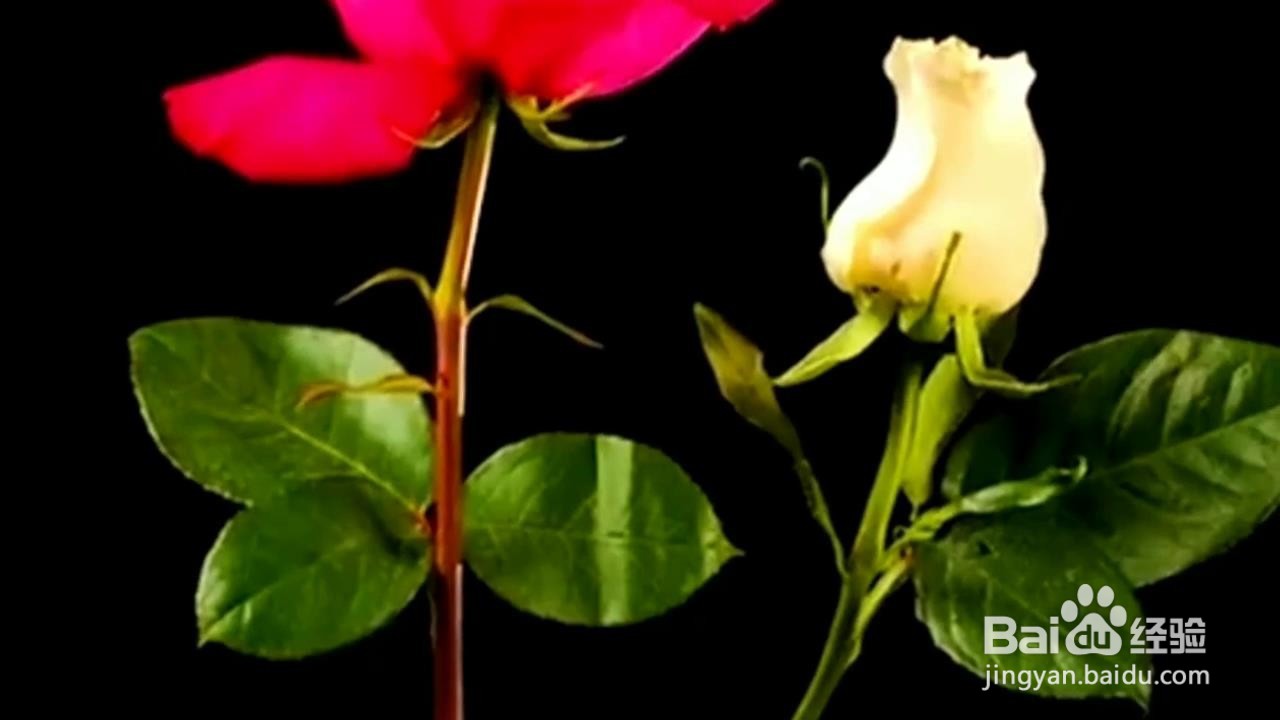 自己在家怎么种植小植物？