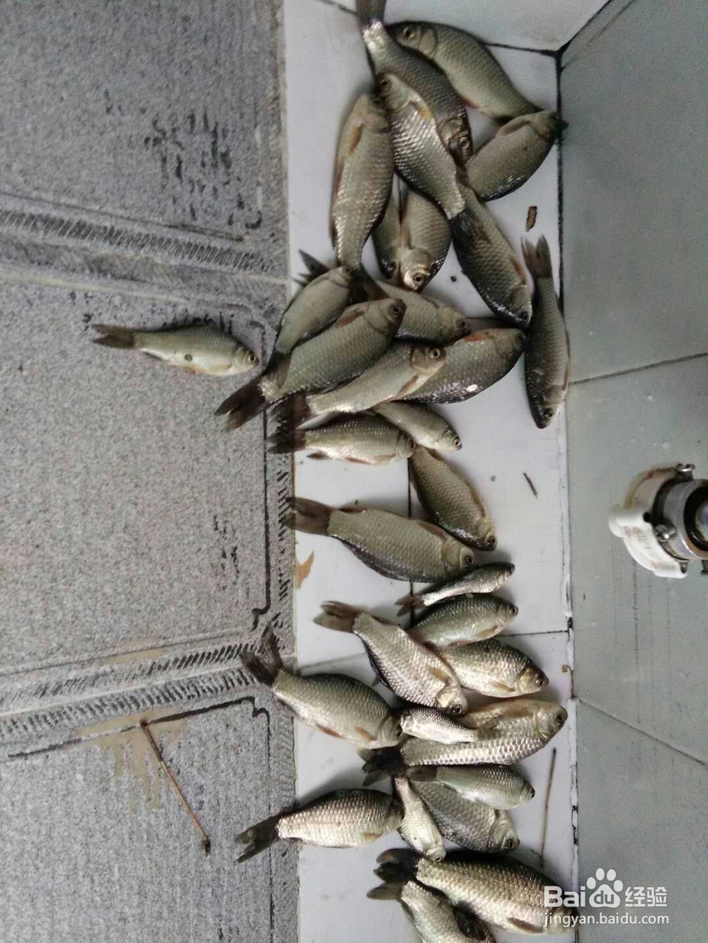 包食珠珠钓法技巧
