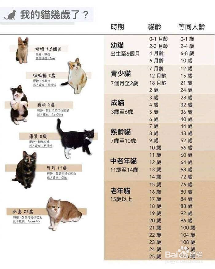 小猫太瘦了怎么才能养胖点