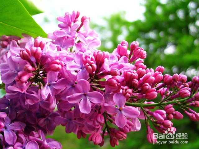 如何养殖丁香花