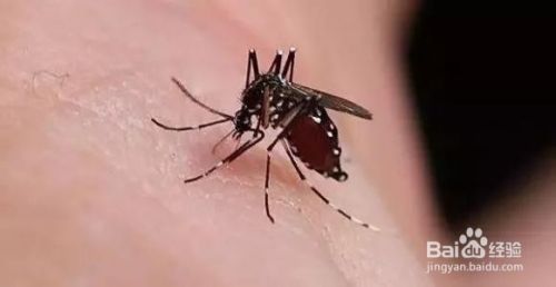 如何有效的预防宝宝被蚊虫的叮咬？