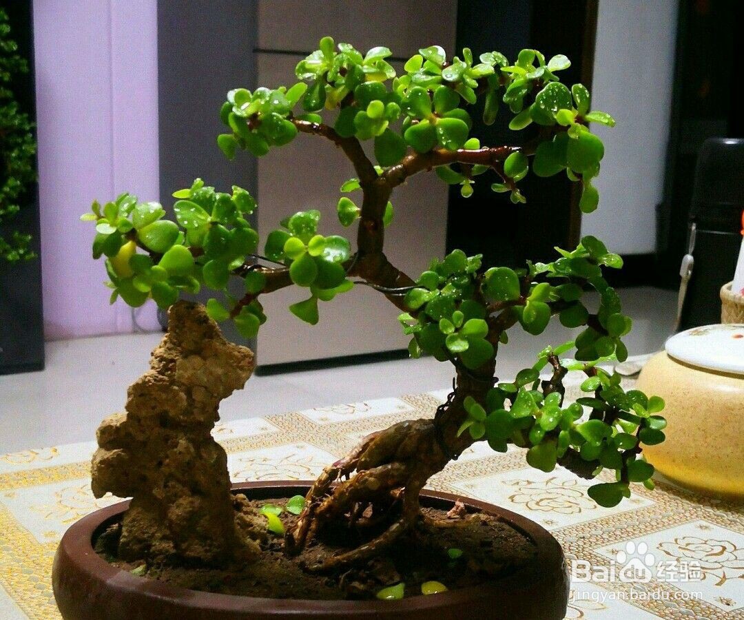 金枝玉叶怎样养老桩