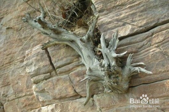 怎样区别崖柏的真假？