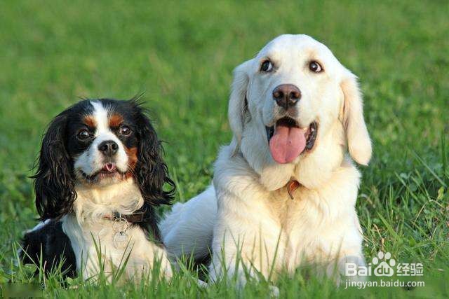 小狗乱拉屎尿怎么办