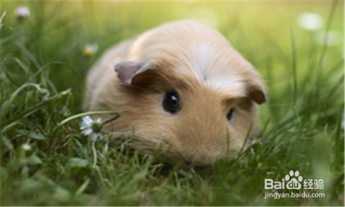 荷兰猪呼吸道感染怎么办