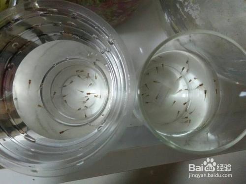 刚出生的小鱼仔怎么养活