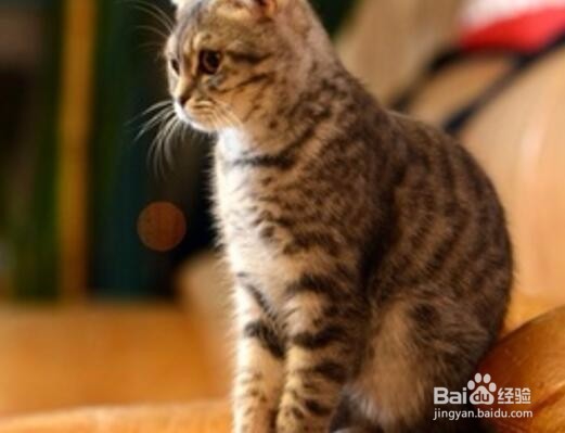 怎么自制给猫吃的饭