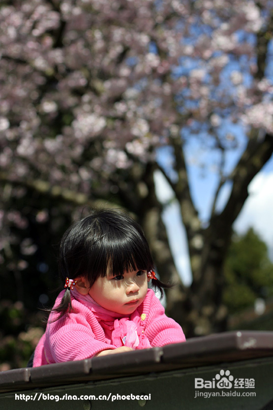 菲比带你看加国--空中列车&樱花（图）