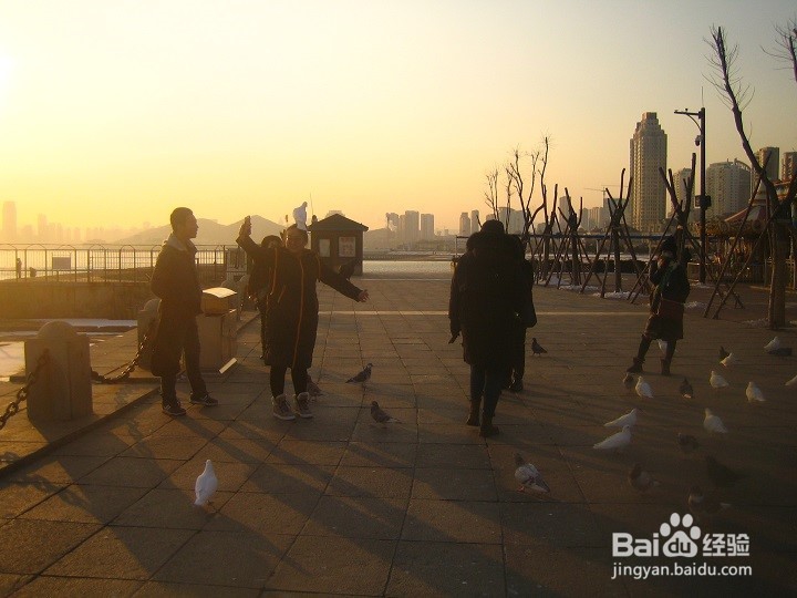 海边为什么要养鸽子