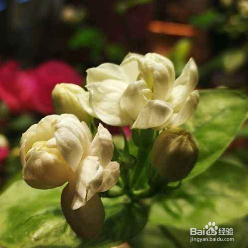 茉莉的养殖方法是什么？