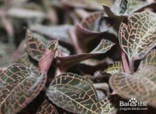 金线莲家里种植方法
