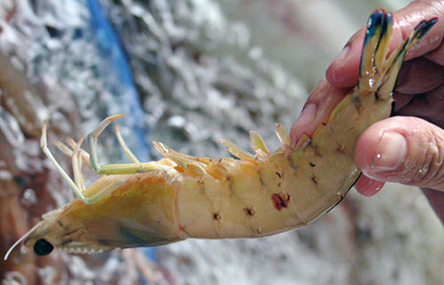 怎样在嵊泗列岛挑选海鲜