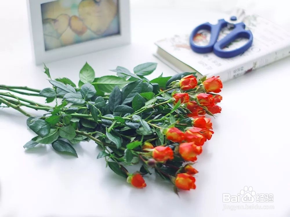 花小好鲜花多头玫瑰养护