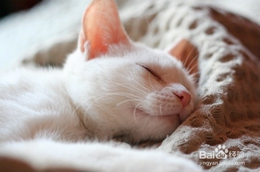 治愈猫咪口腔溃疡的方法