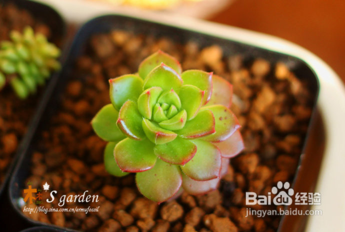 植物摄影小窍门+皮神山大王记