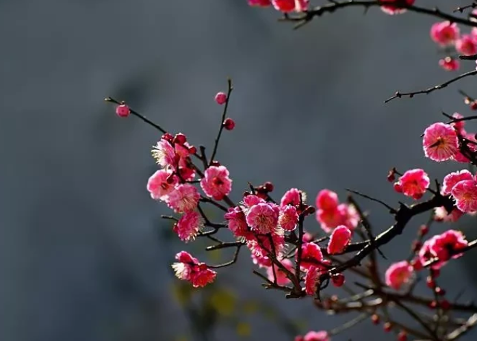 赞美梅花的诗句