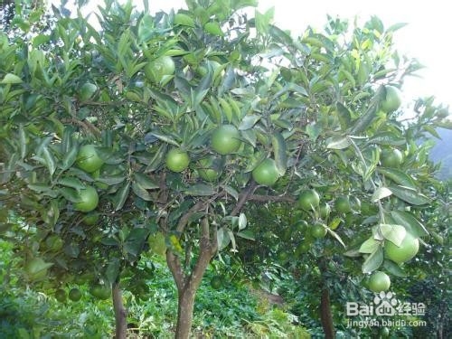 脐橙树怎样培养有叶花枝
