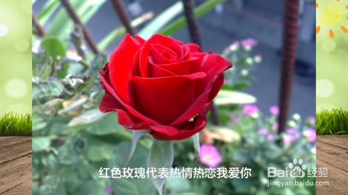 8朵红玫瑰花语及寓意(八朵红色玫瑰花代表什么意思)