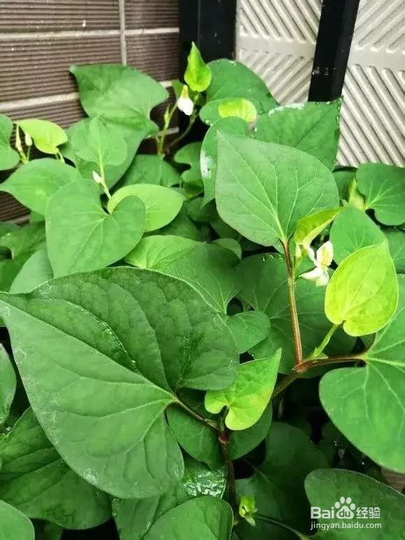 “长寿菜”别出门挖了，阳台种一点，够吃大半年