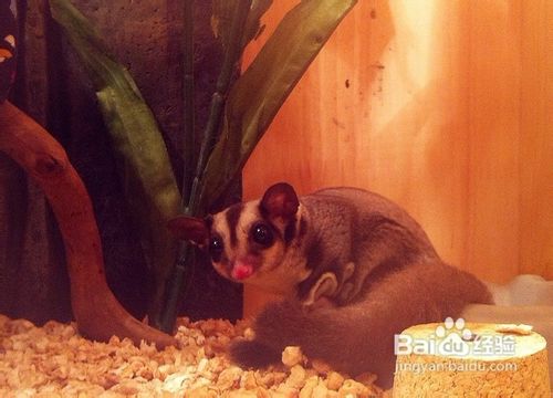 饲养蜜袋鼯一般给喂什么食物好?