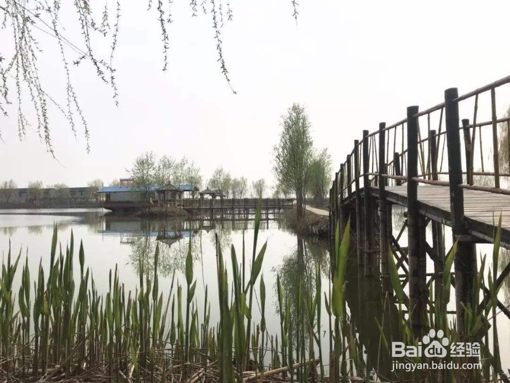 高邮周末踏青一日游推荐