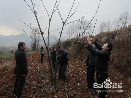 核桃树秋冬如何管理